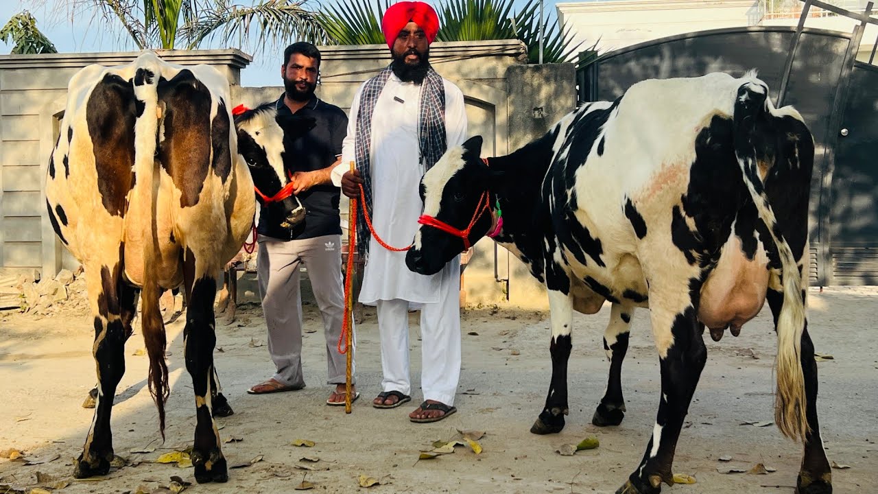 ਸਤਨਾਮ ਕੈਰੋਂ ਕੋਲ 7 ਵਹਿੜਾ ਇਕ ਝੋਟੀ ਵਿਕਾਊ 12000 ਤੋਂ ਮੁੱਲ ਸ਼ੁਰੂ/ ਪਿੰਡ ਕੈਰੋਂ/ਪੱਟੀ ਤਰਨਤਾਰਨ 