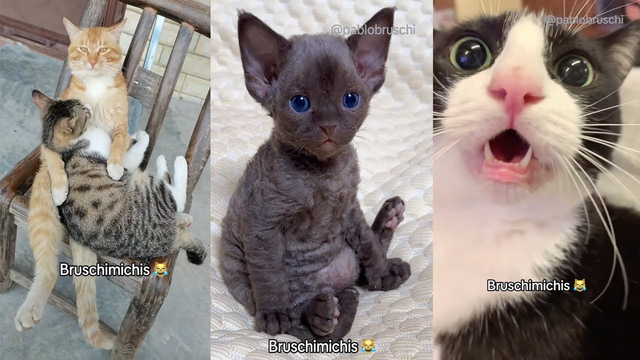 BRUSCHIMICHIS 😹 | 2 Horas De Risa Con Gatos Divertidos y Chistosos #6