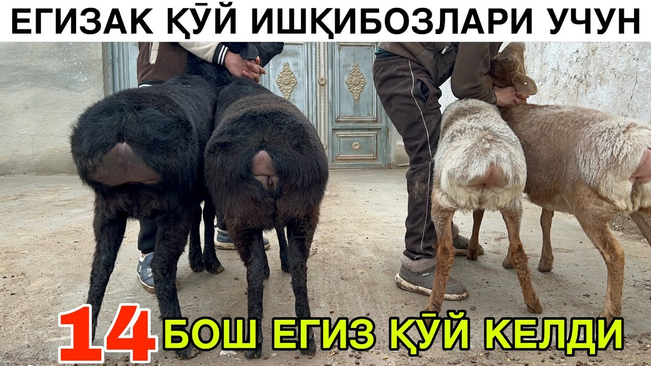ЕГИЗЧИ ИЗЛАГАН АКАЛАР ☎️701321628  ☎️992269699 ☎️975019699