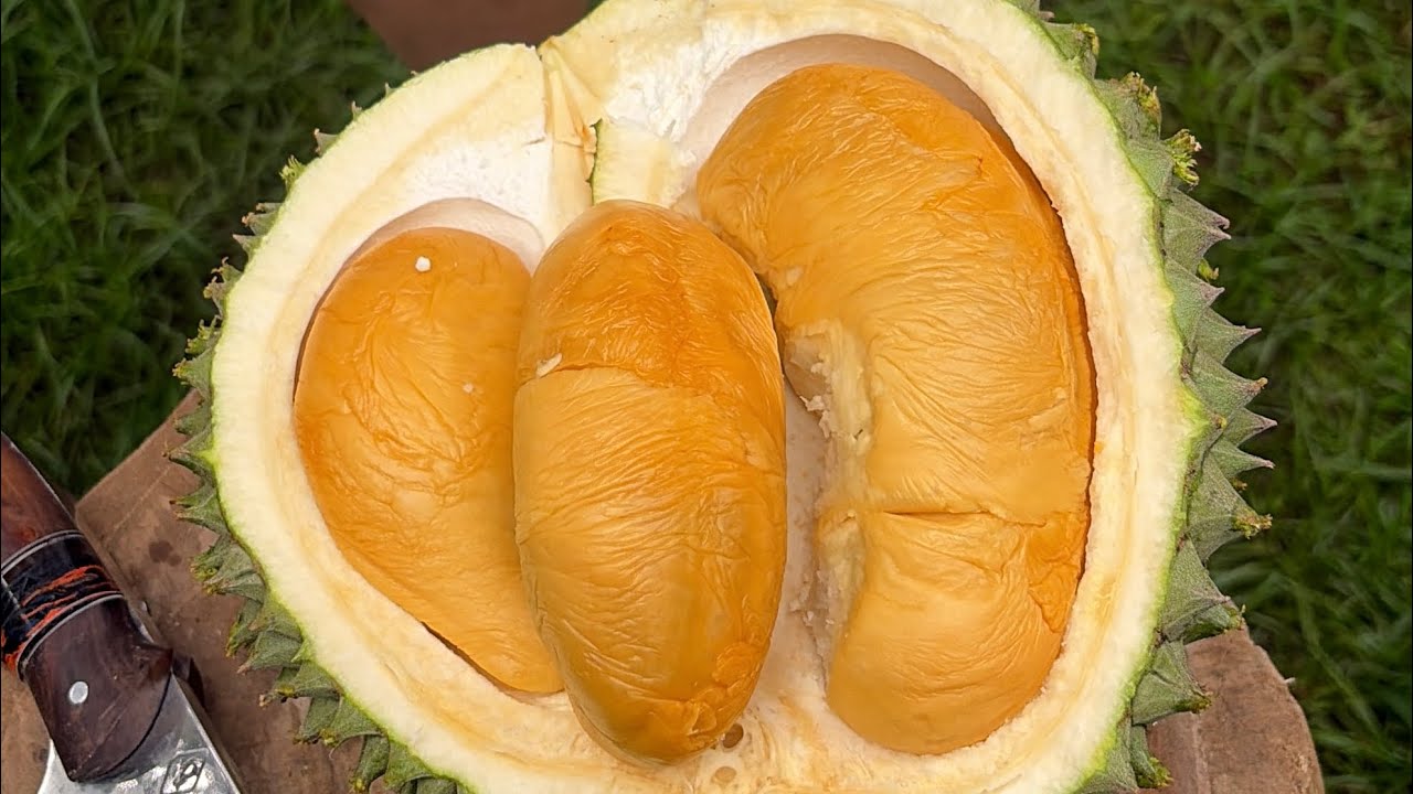 Hasil panenan durian Kebun RB seperti ini ternyata