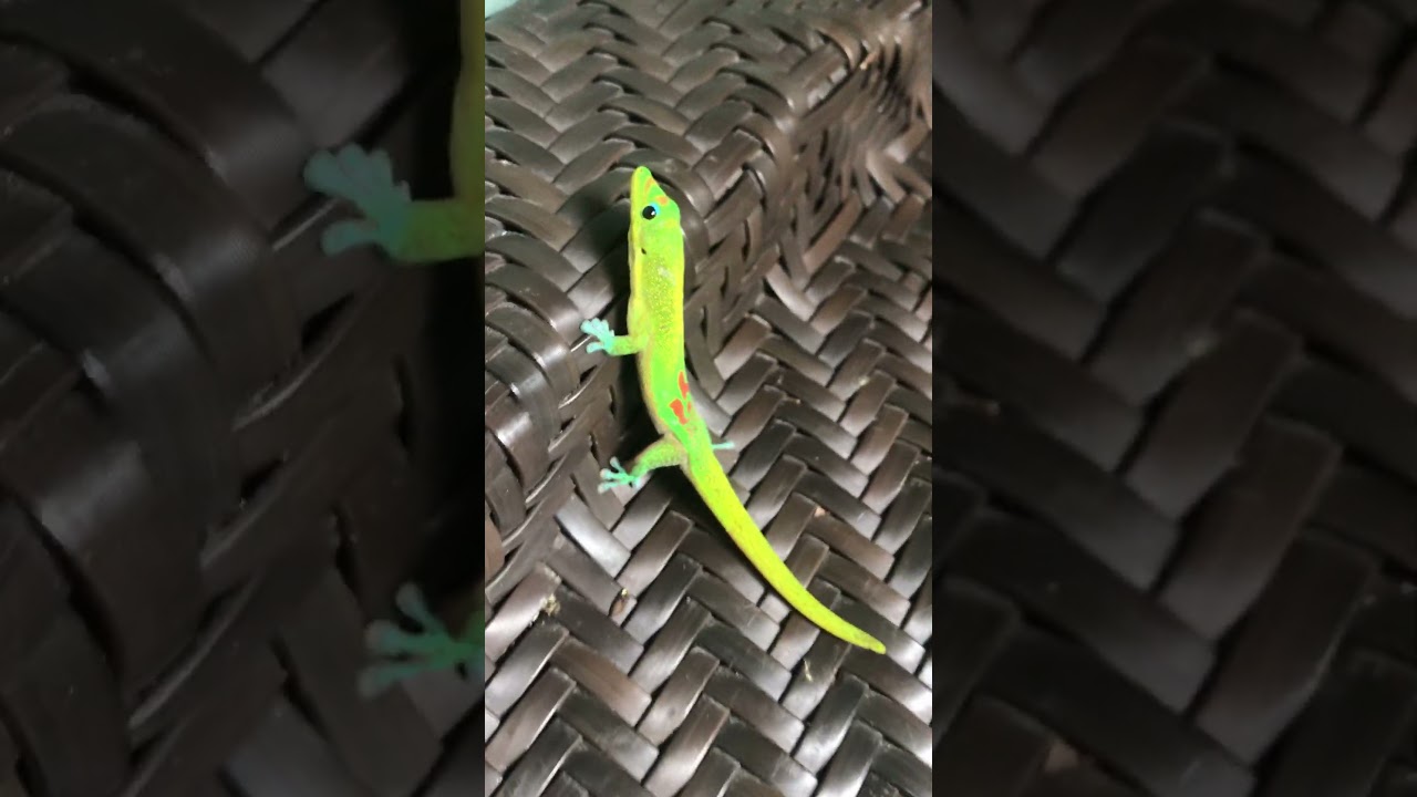 Hawaiian Geckos Galore 