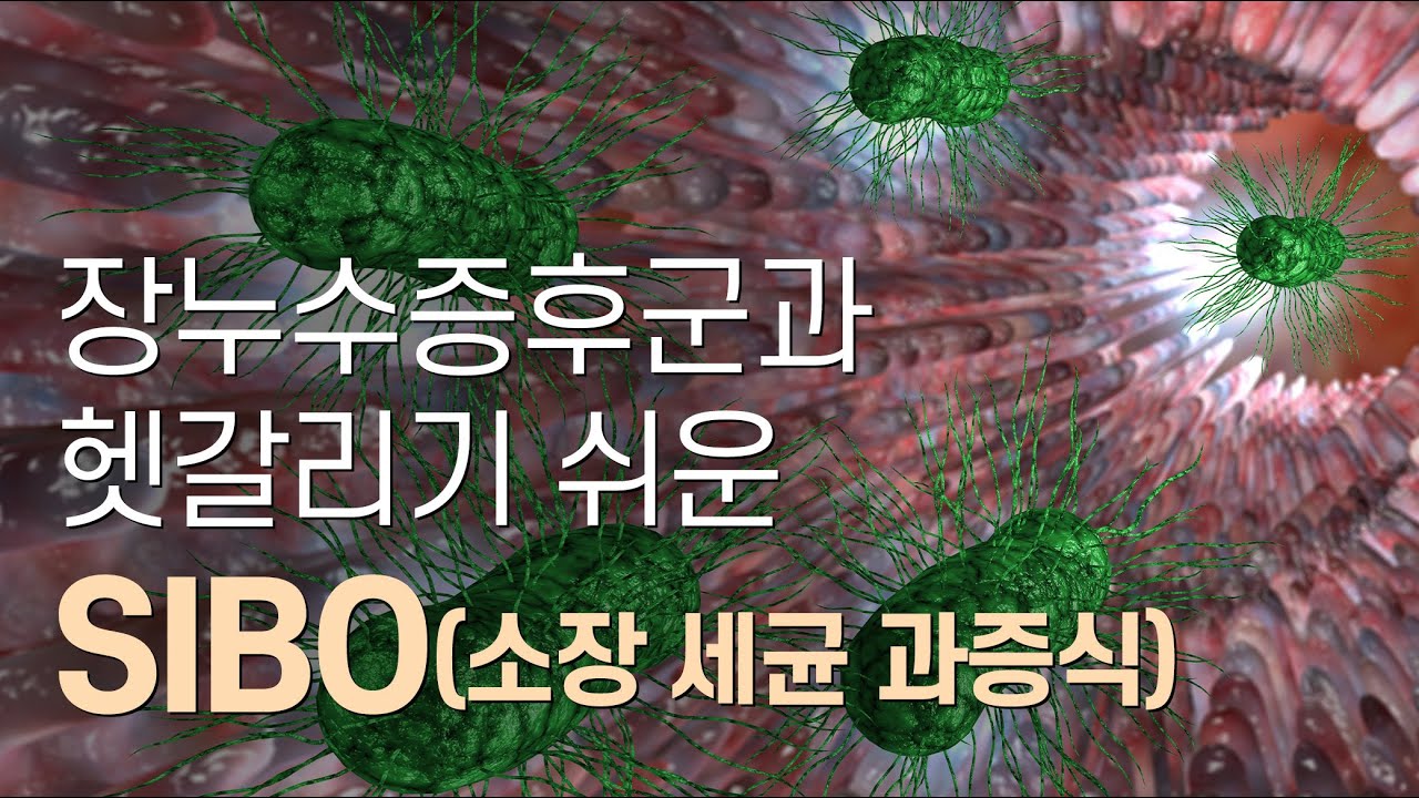 소장세균과증식(SIBO)의 증상, 원인, 진단, 치료