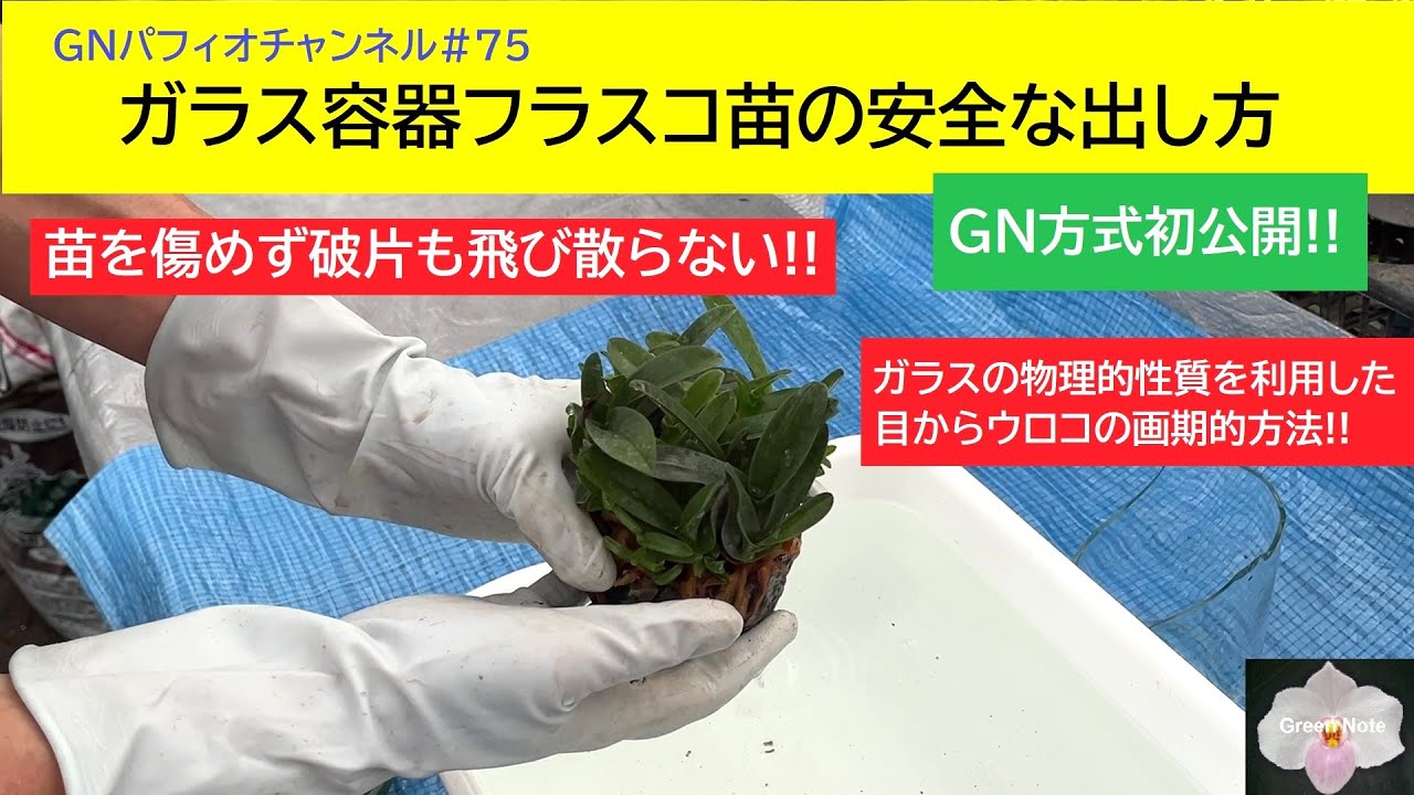 #75 ガラス容器フラスコ苗の安全な出し方