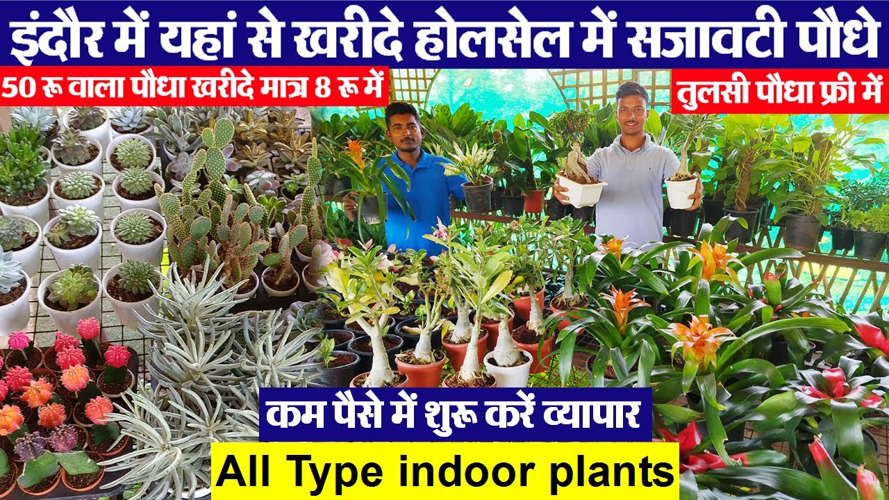 Indore Nursery || indoor plants wholesaleसजावटी पौधों की सम्पूर्ण जानकारी plants Ghar me Kese Lagaye