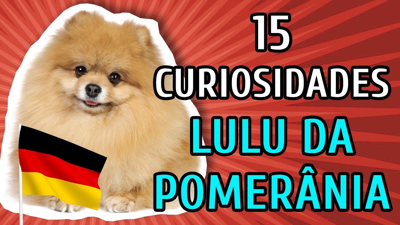 15 CURIOSIDADES SOBRE O LULU DA POMERÂNIA (Spitz Alemão Anão)