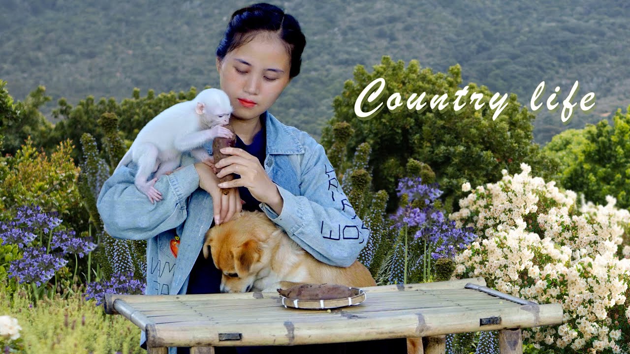 The stress-free rural life of albino monkey Ruby and Mom