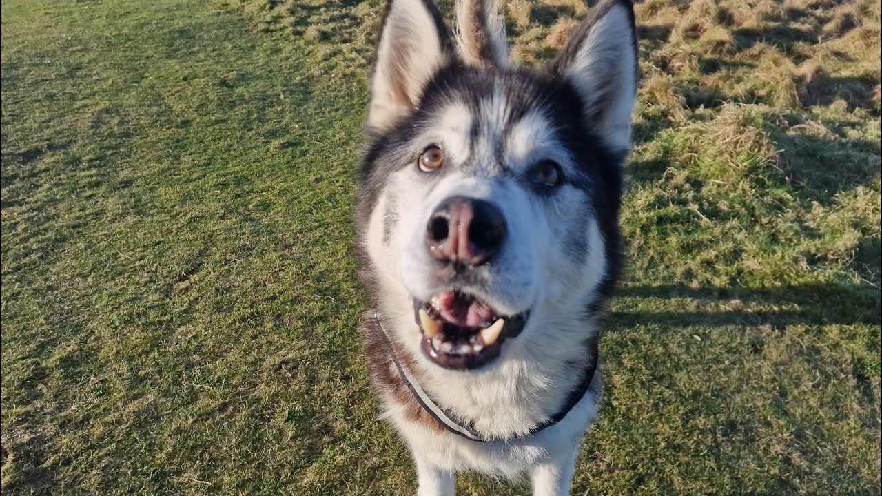 Plans For Sherpa's New Home And An Unplanned Meet