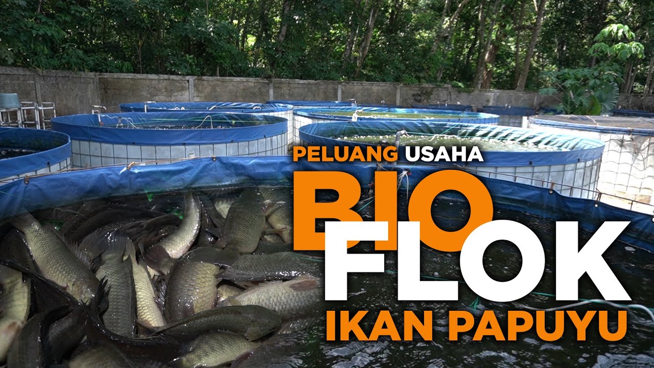 Peluang Usaha Budidaya Ikan Papuyu#Bioflok Papuyu