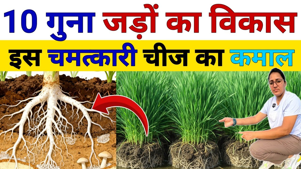 फसलों में जड़ों का विकास 🔥10 गुना अधिक | Root Growth fertilizer | Humic Acid | mycorrhiza fertilizer