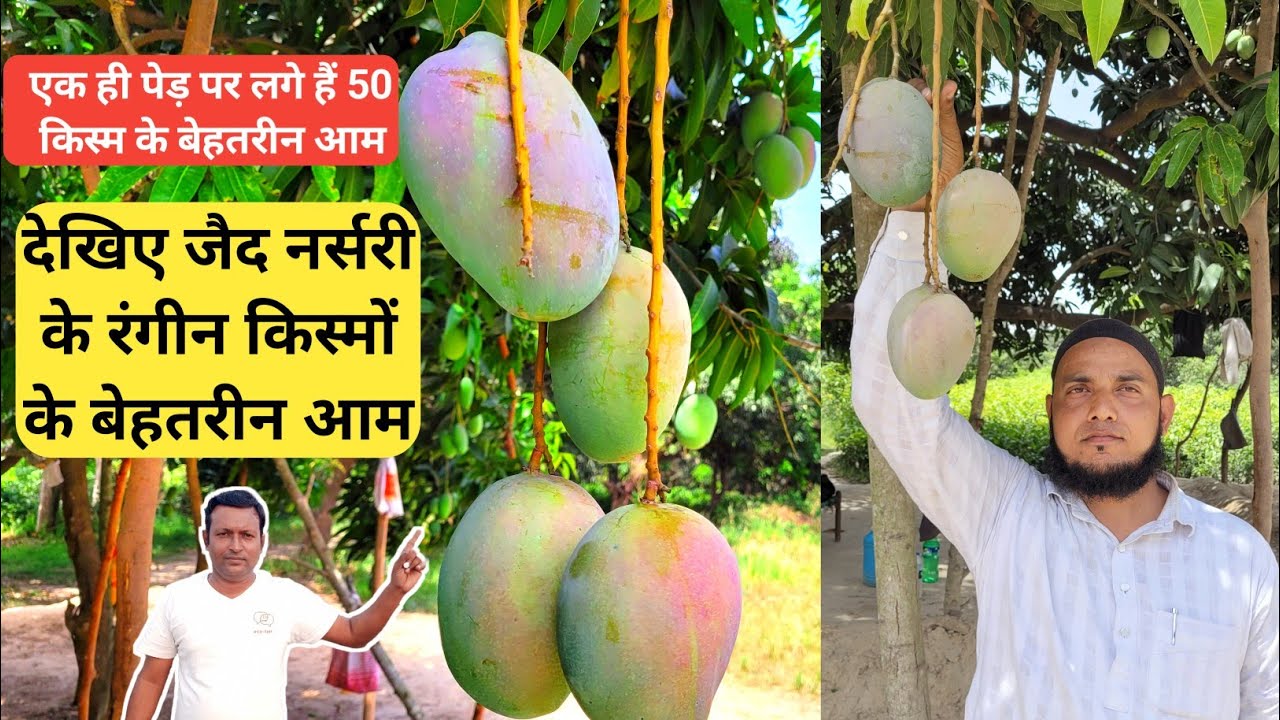 देखिए जैद नर्सरी के रंगीन किस्मों के आम || Nursery Visit At Lucknow || Colour Variety Mango Nursery