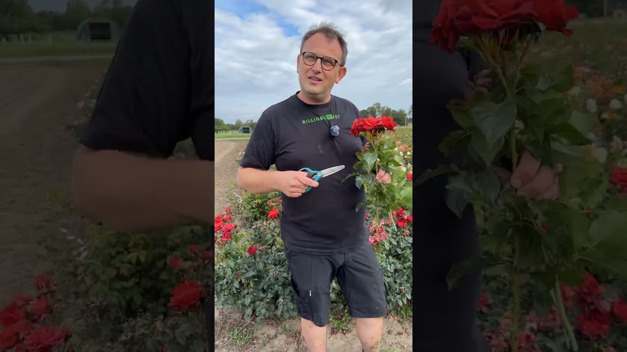 Råd og tips om roser - direkte fra vores rosenproducent🌹