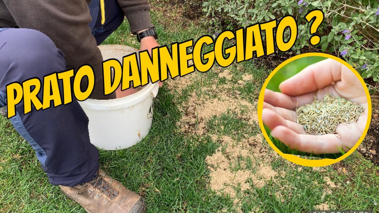 Risemina del prato danneggiato + topdressing ( metodo semplice )