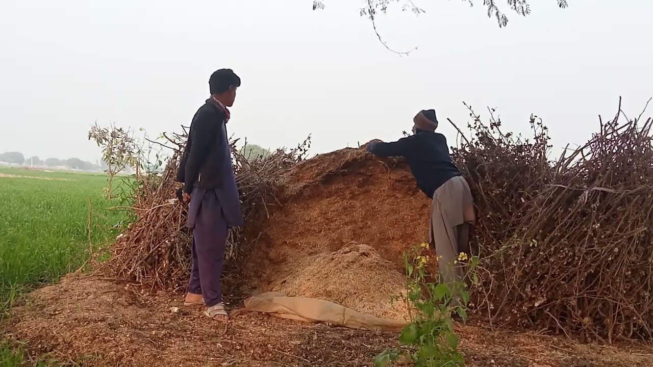 اپنی زمین سے توڑی لینے گئے تھے اج جانوروں کے لیے موسم بھی خوشگوار تھا اور بارش بھی ہو رہی تھی 