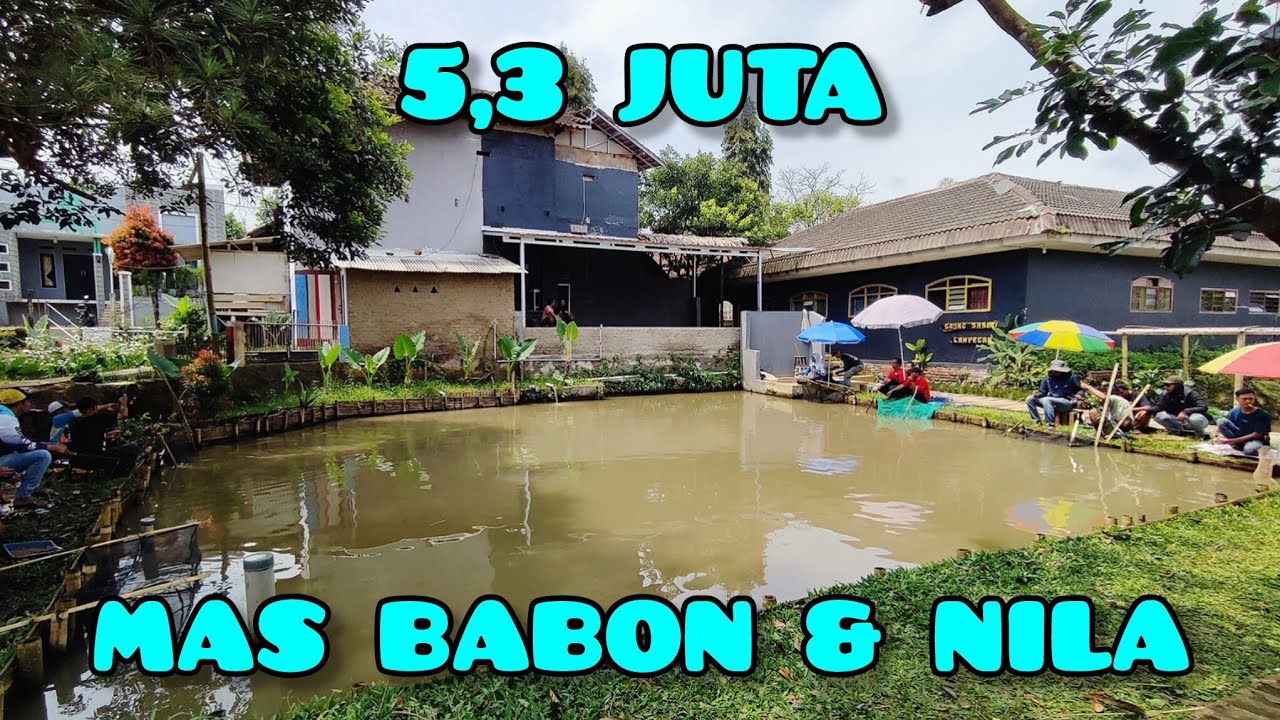 Kolam kecil di caffe yang isinya ikan mas babon‼️di borong mancing 5,3 juta 6 peserta