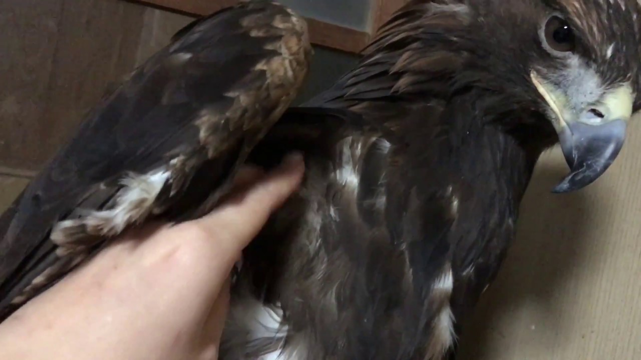 Sleepy golden eagle おねむイヌワシ・ラル