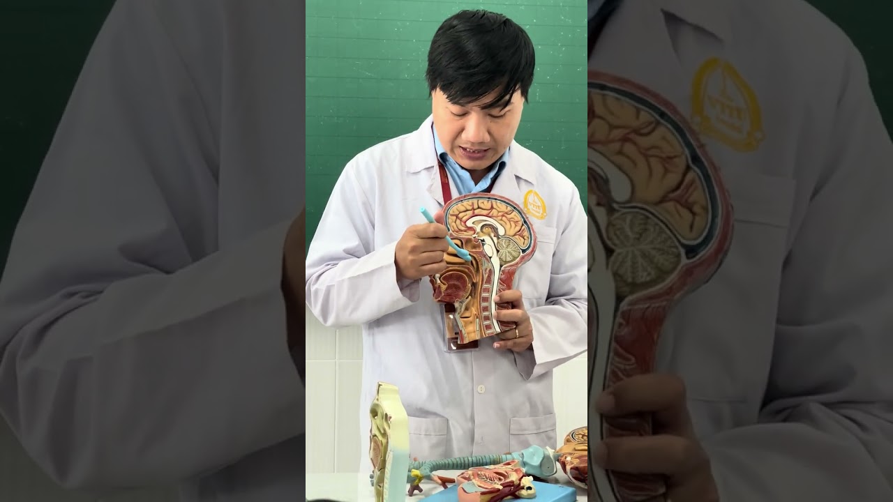 THỰC TẬP GIẢI PHẪU | MŨI - HẦU - THANH QUẢN FULL BỘ