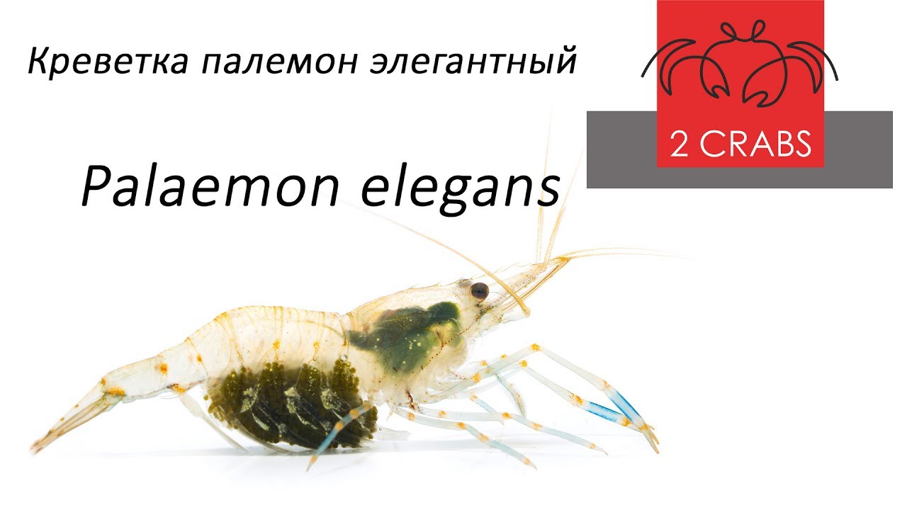 Креветка палемон элегантный   Palaemon elegans