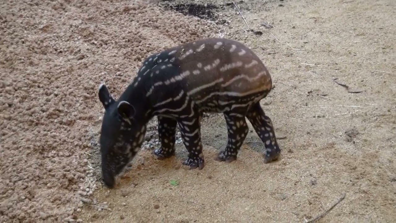 Známí neznámí tapíři čabrakoví