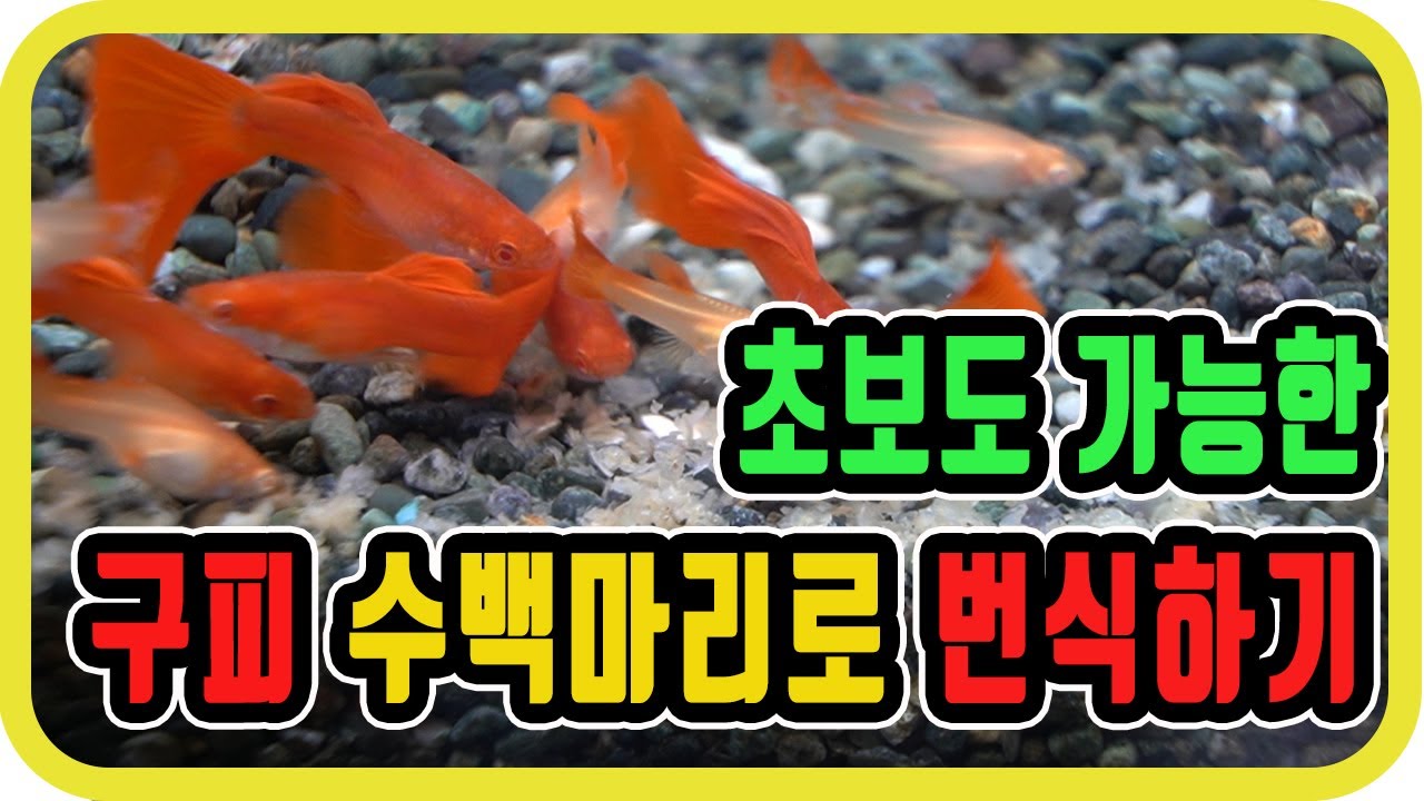열대어 구피 폭풍번식하기/구피번식 노하우 (with Clova Dubbing)