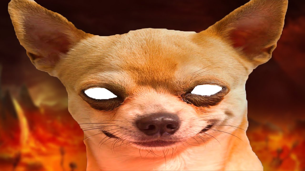 why chihuahuas should go extinct
