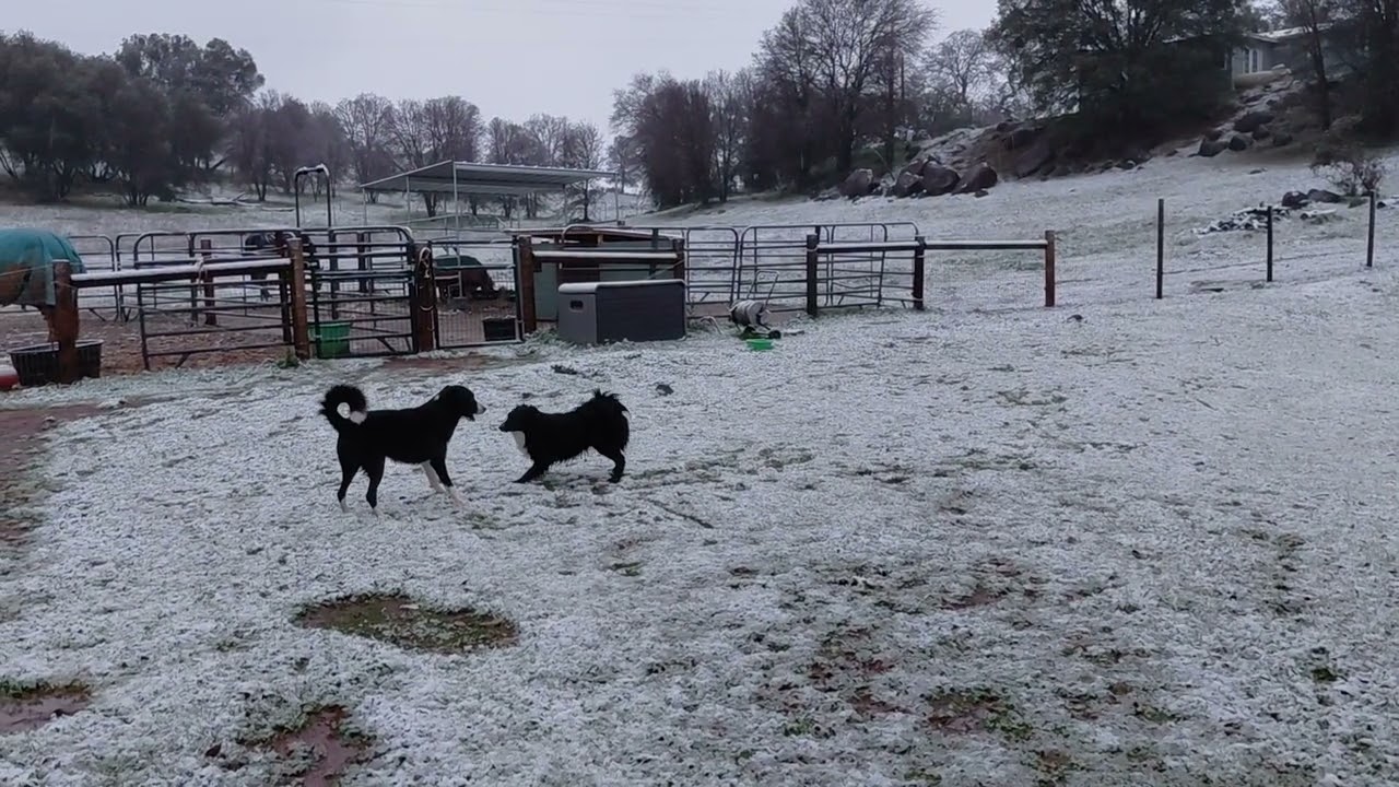 Snow zoomies 2026