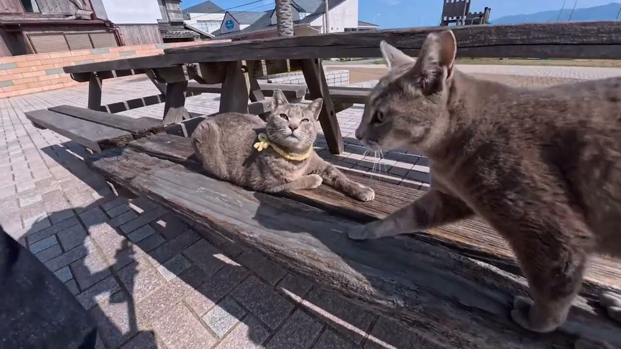 【今週の感動猫動画 2026/3/3w】今週撮った未公開猫動画まとめて公開-unreleased video of this week