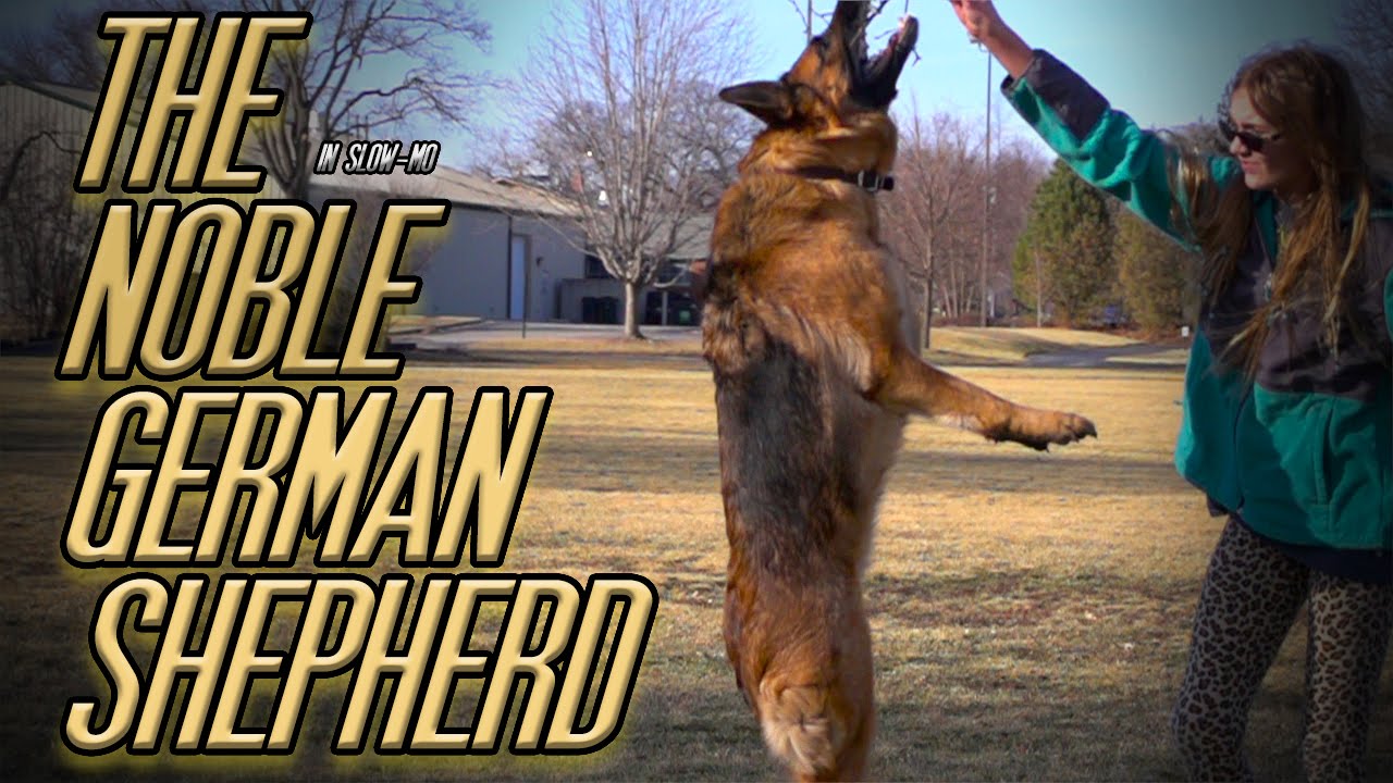 Awesome German Shepherd Dog Fetching Stick in Slow Motion - Wildlife 4k