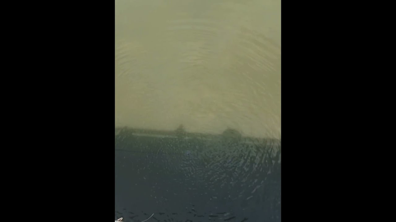 Best net fishing, A lot of big fish hunting by nets village fisherman!