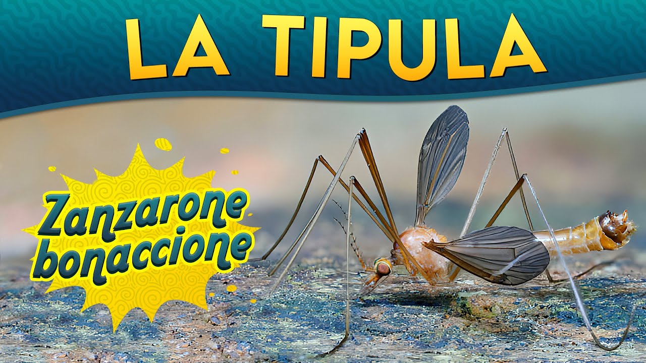 La Tipula: zanzarone bonaccione ► Puntata 181