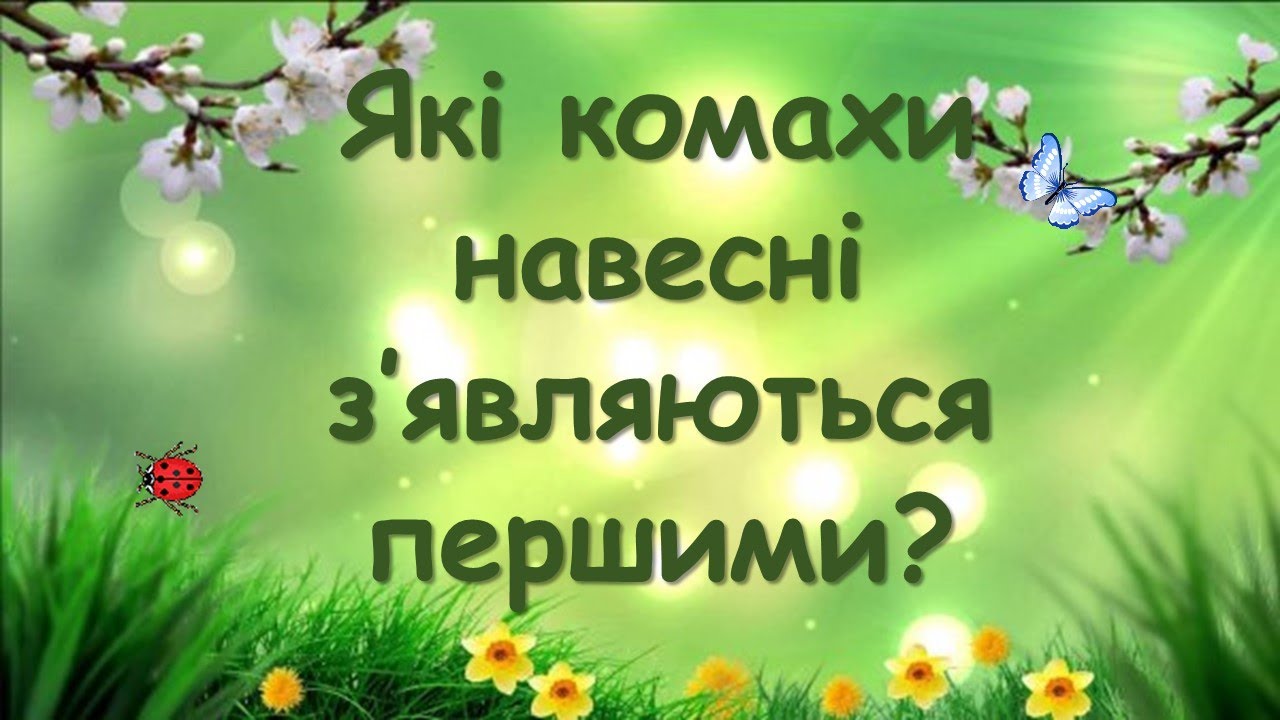 Які комахи навесні з'являються першими?
