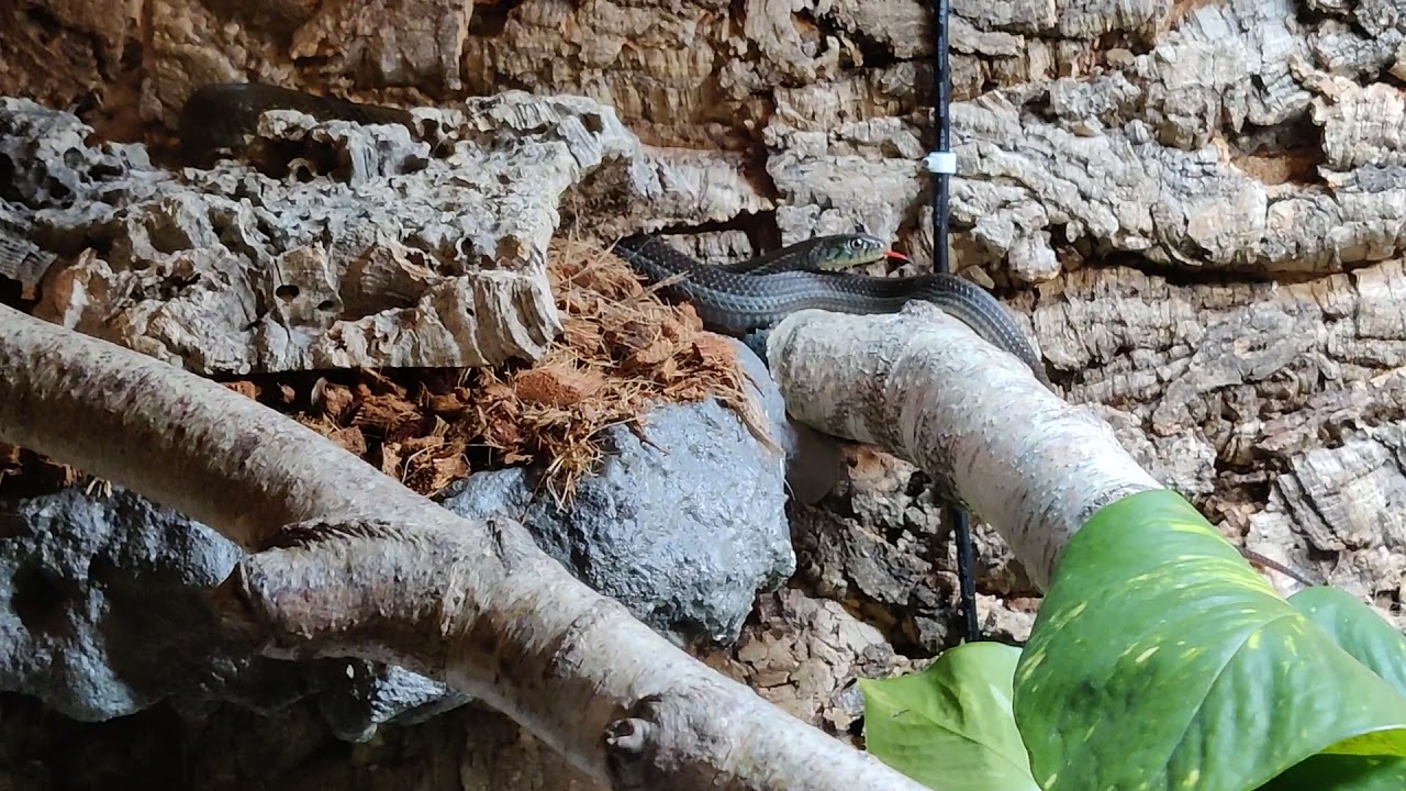 Lake Chapala garter snake investigates strange new plant in the enclosure.