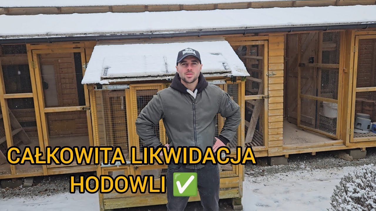 CAŁKOWITA LIKWIDACJA CZOŁOWEJ HODOWLI ✅️  GOŁĘBIE, GOŁĘBNIKI ORAZ CAŁE WYPOSAŻENIE✅️ TEL.607851463