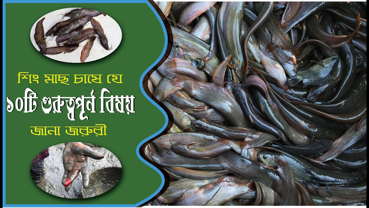 শিং মাছ চাষ করতে চান? তবে এই ভিডিওটি আপনার দেখা জরুরী।  Shing culture tips #Balaram_Mahalder