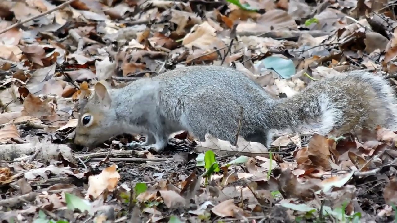 Squirrels