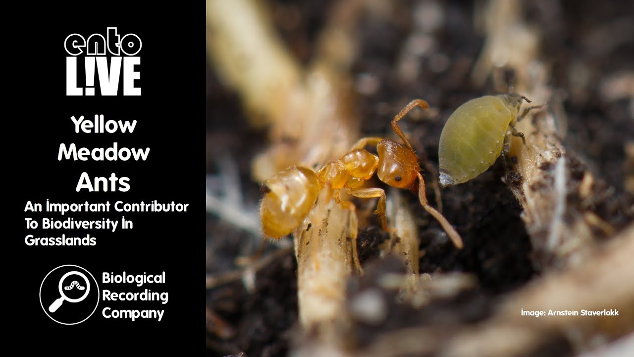 Yellow Meadow Ants: An Important Contributor To Biodiversity In Grasslands