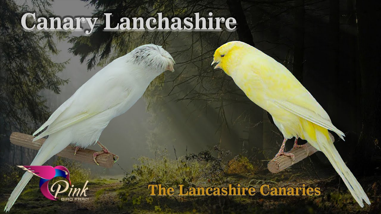 Canary Lanchashire