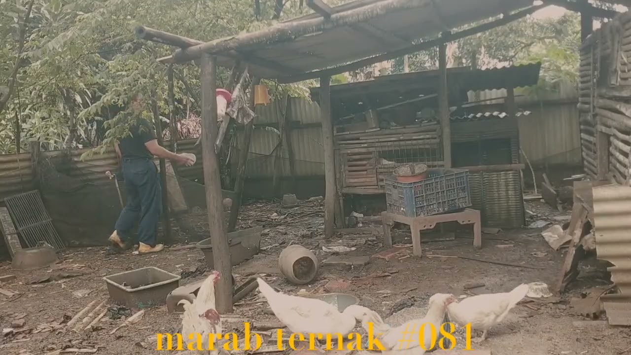 Marab ternak#081(@hermansuherman7736)