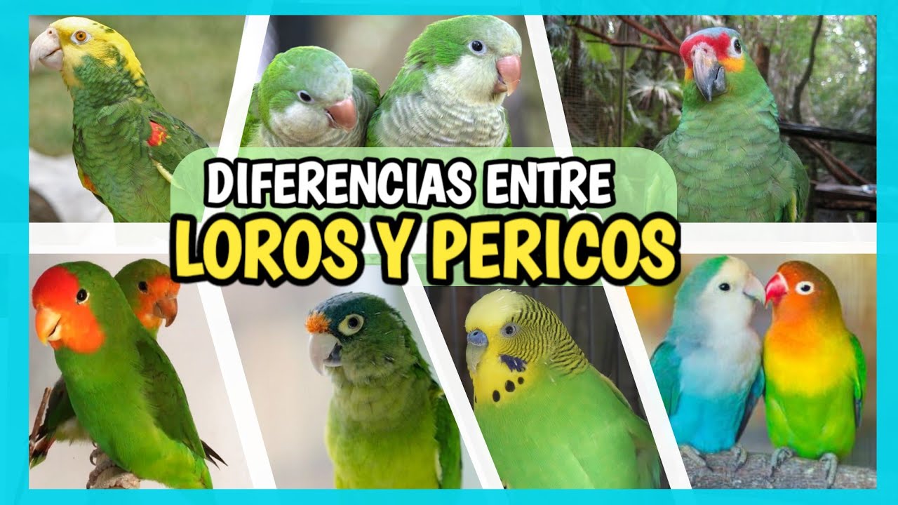 DIFERENCIA entre LORO y PERICO | C&oacute;mo distinguirlos &iquest;Es lo mismo?