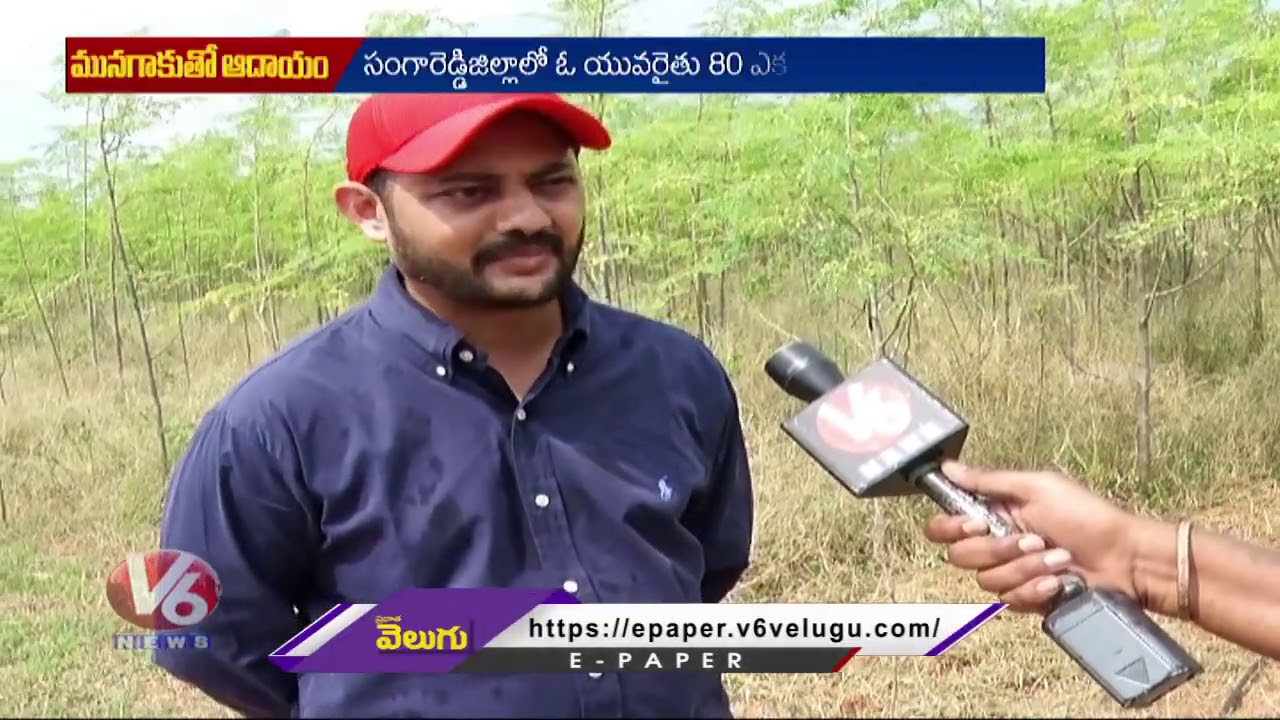 మునగాకుతో ఆదాయం : Huge Demand For Moringa Leaf Powder | V6 News