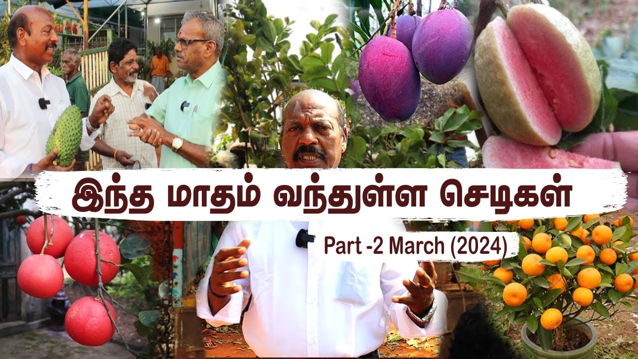 Pt 2 பழ பிஞ்சுகளுடன் வந்துள்ள புதிய செடிகள் | Mar'24 Fresh Stock Alert: Unripe Fruit For Sale 🌿🌺
