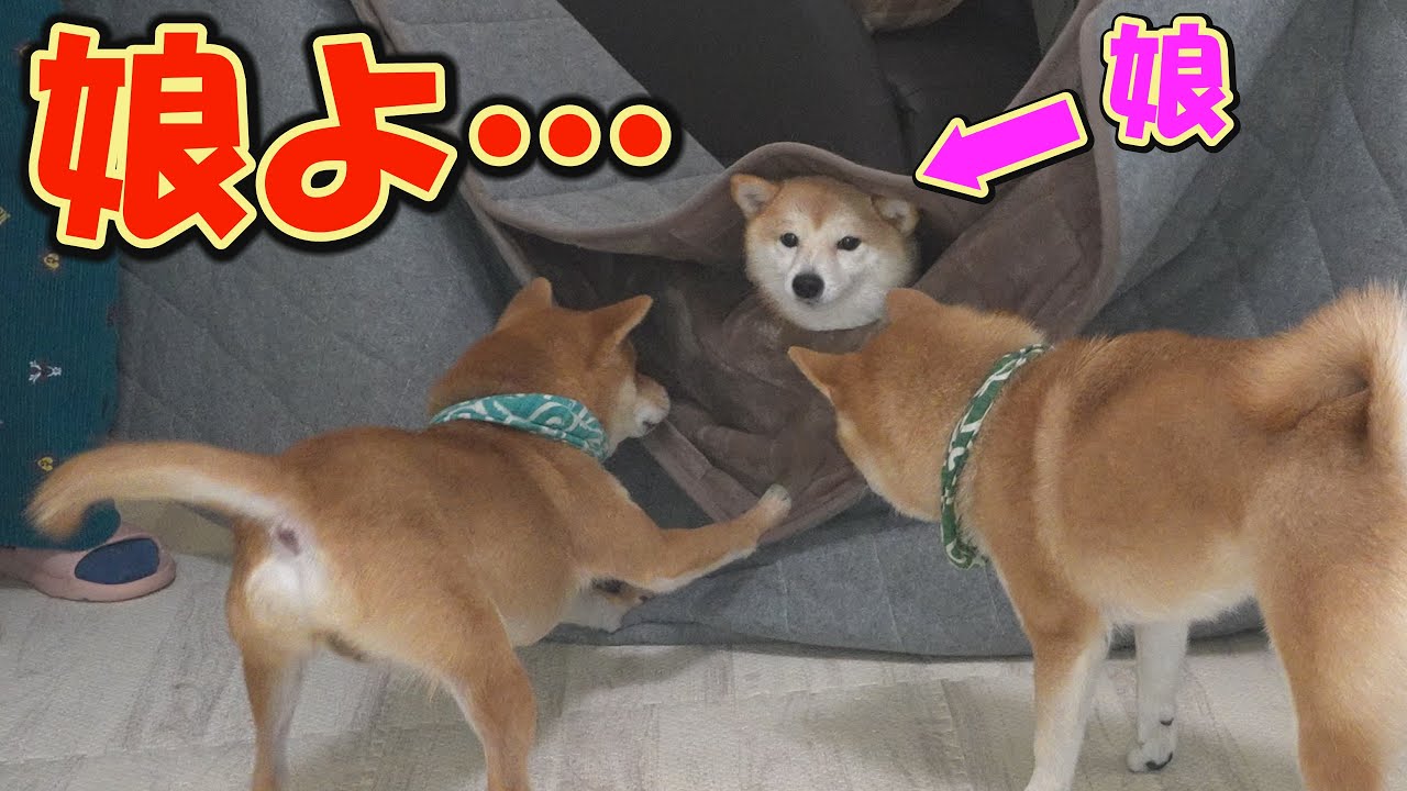 こたつ布団を取り替えると、遊園地ではしゃぐ子どものように大騒ぎする柴犬が可愛すぎました。