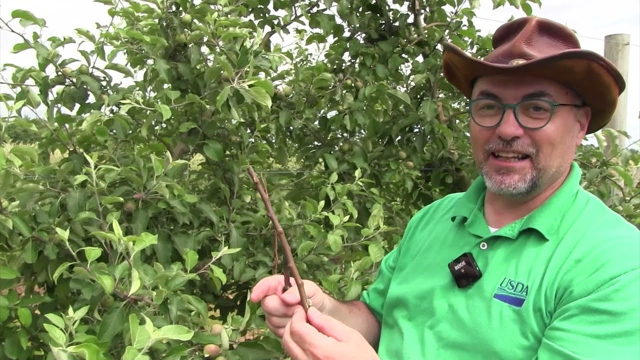 USDA-ARS Apple Rootstock Genetics Research