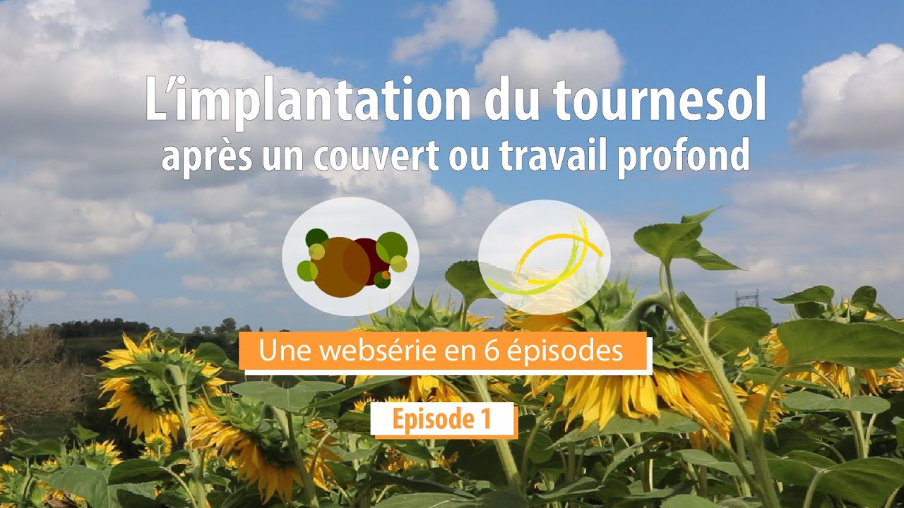 L'implantation du tournesol après un couvert ou un travail profond
