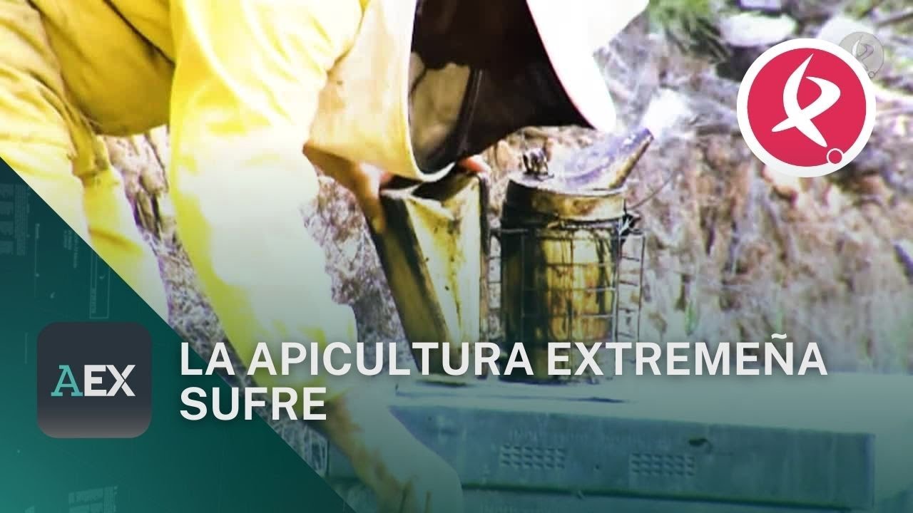 La apicultura extemeña, sufre| Ahora Extremadura