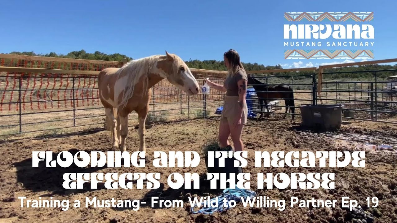 Flooding & its Negative Effects on the Horse: Training a Mustang- From Wild to Willing Partner Ep 19