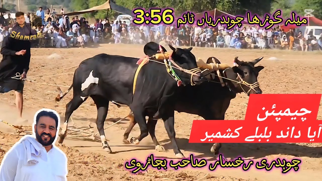 Champion dand bulbully kashmir |  ch rukhsar shab bajarvi | mela gurah chudhariyan 2025 | 3:56 time
