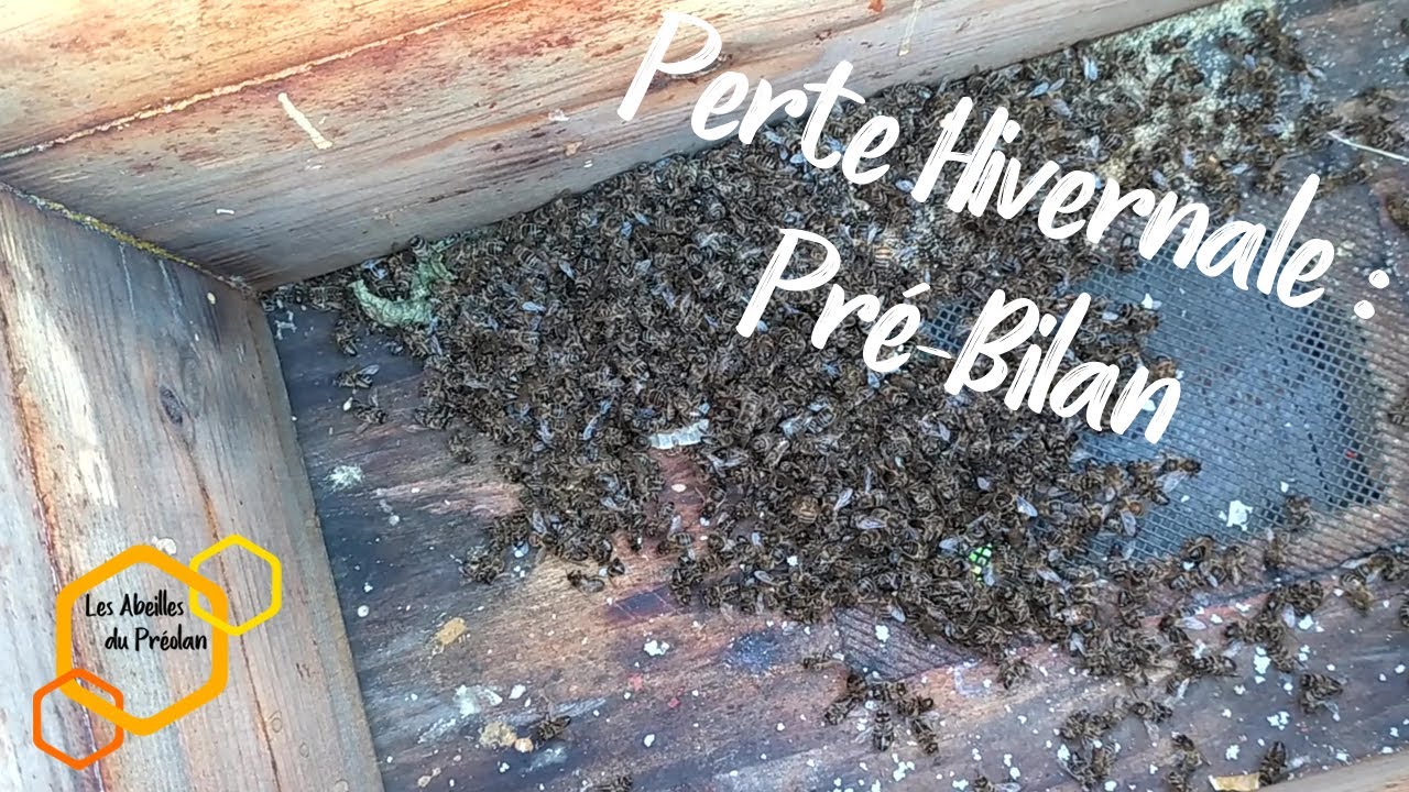 Perte Hivernale : Pré-Bilan #Apiculture