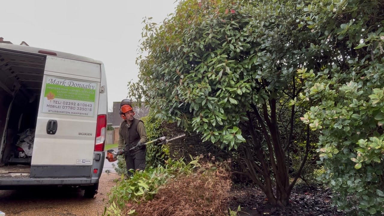 Tackling some Very Overgrown Shrubs!