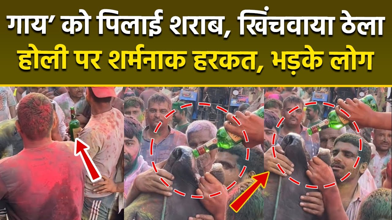 Holi Viral Video 2026: होली के रंगों के बीच शर्मनाक हरकत!  गाय को पिलाई शराब, वीडियो देख भड़के लोग