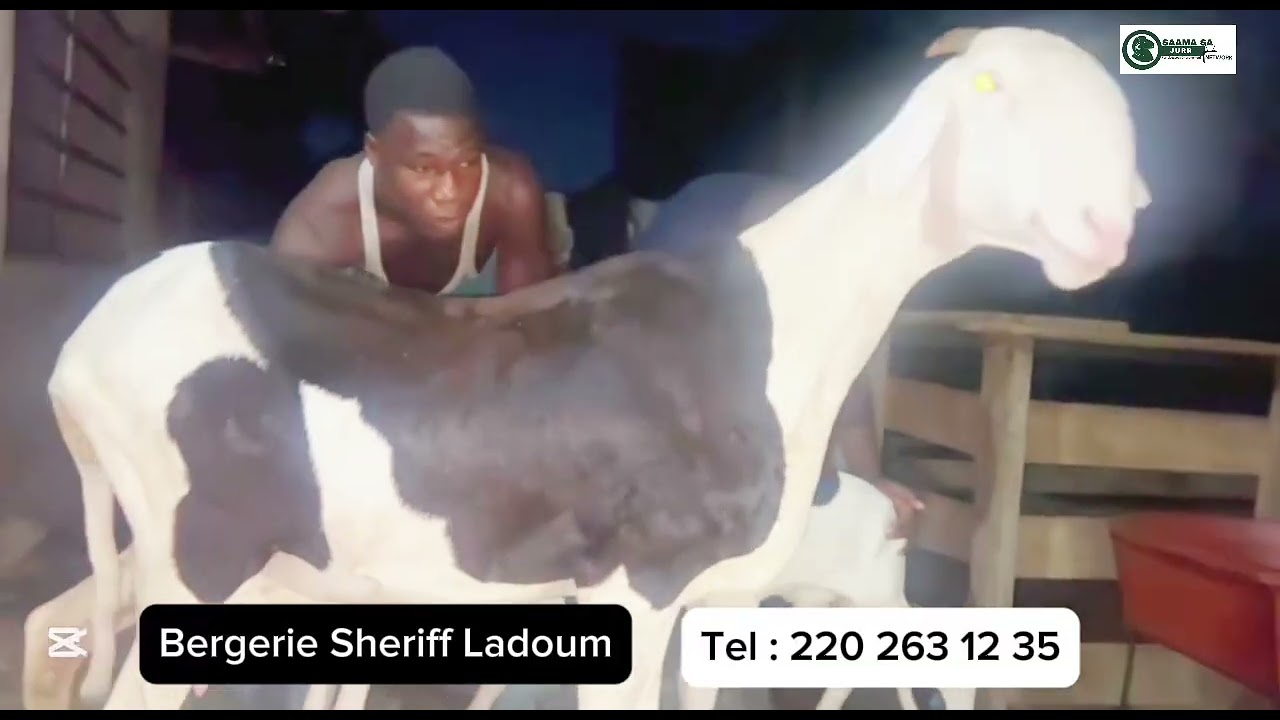 Burj Halipha the young male sheep that is valued at over 1.5 million dalasis Bergerie Sherif ladoum